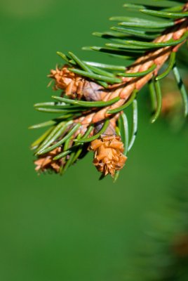 Picea abies 'Inversa' - smrk ztepilý, obecný - pupeny rašící